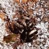 Salticus scenicus